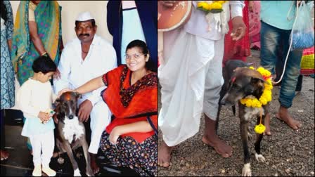 MISSING PET DOG RETURNED HOME BY WALKING ABOUT 200 KILOMETERS FROM PANDHARPUR TO KOLHAPUR