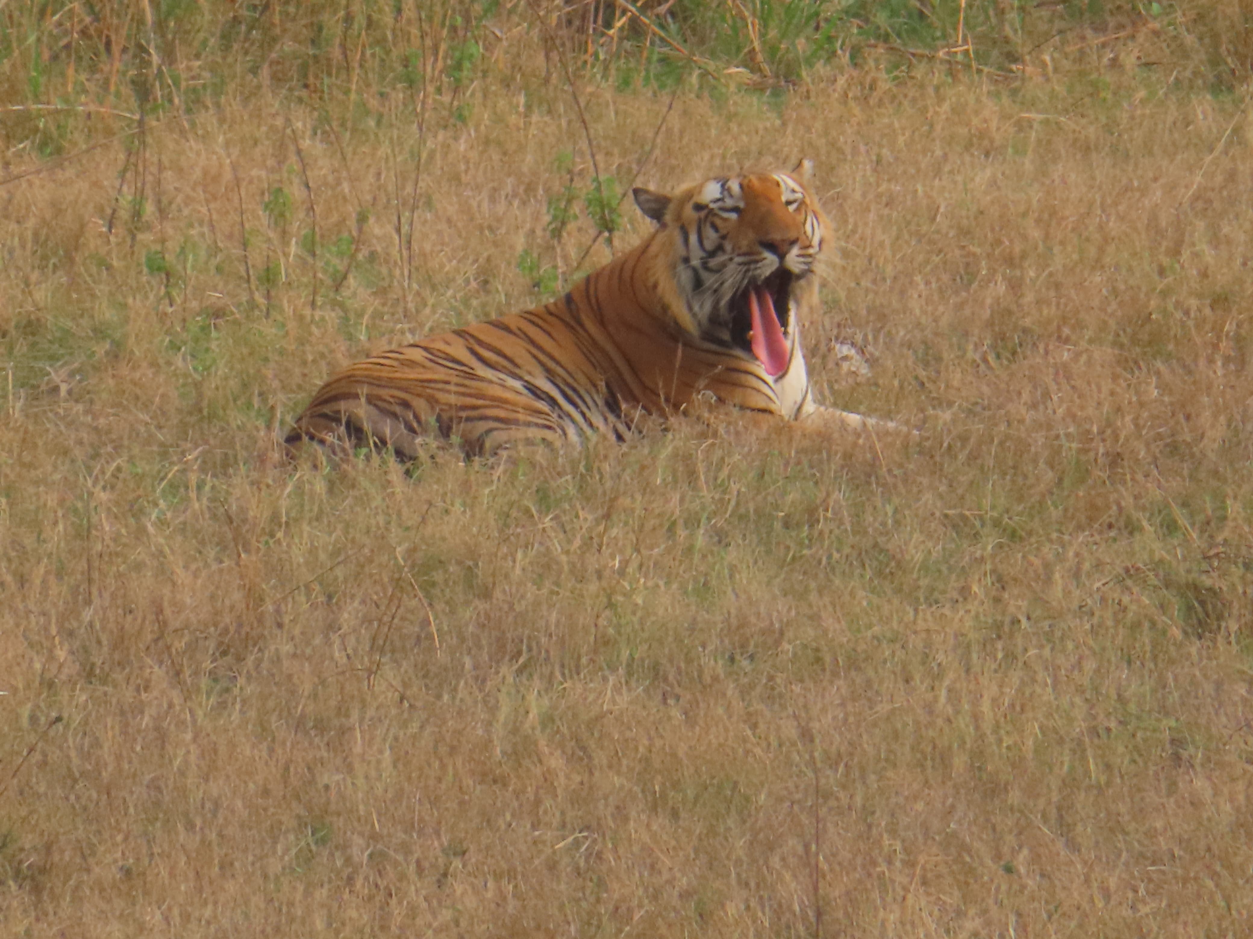 TIGERS INCREASE KHIVNI SANCTUARY