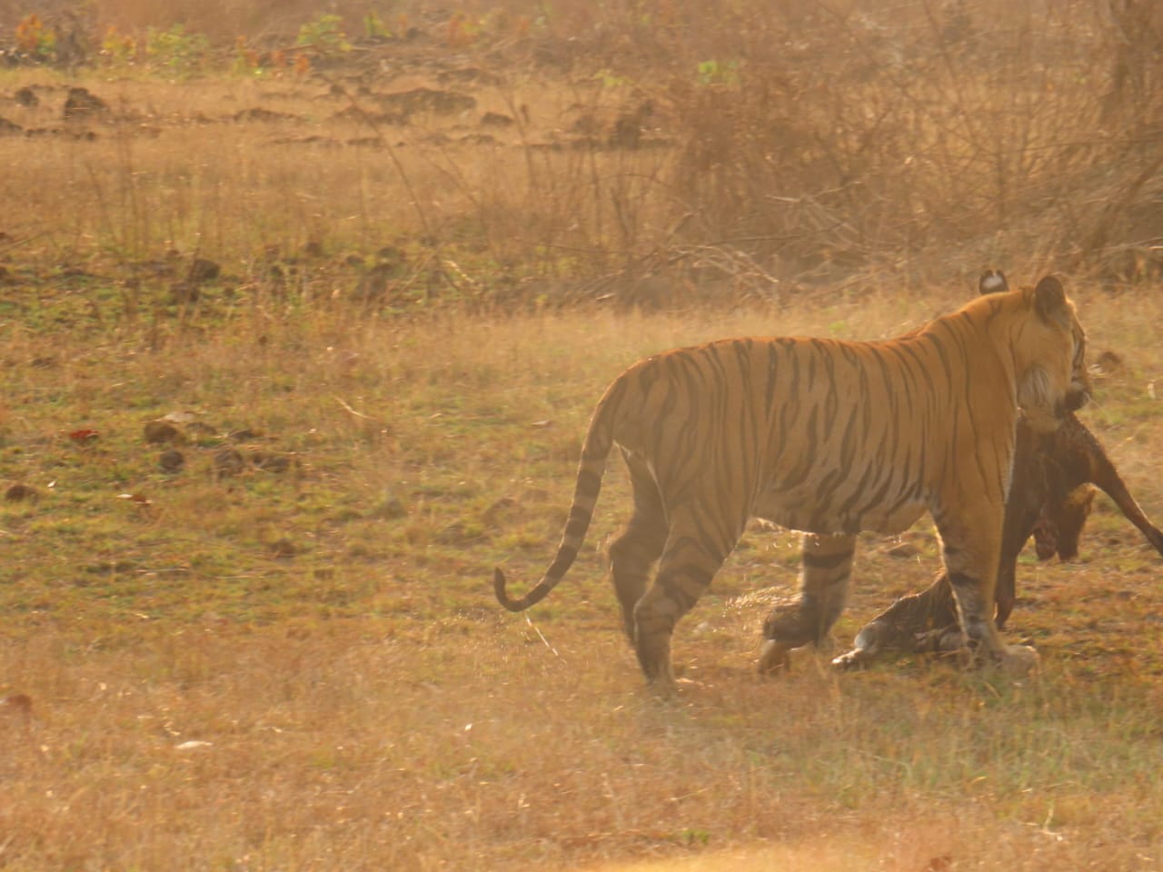 Tigress Meera with cubs