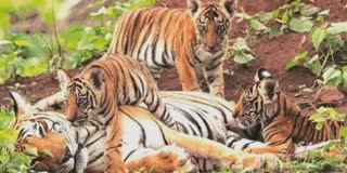 INTERNATIONAL TIGER DAY