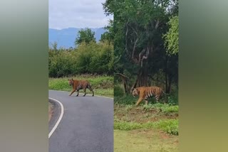 Male-tiger-roaming
