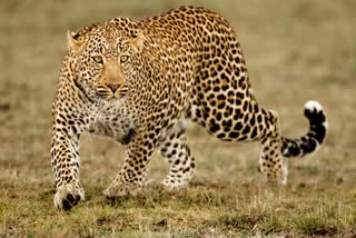 Leopard Kills Teen Girl Sitting Outside Her House In Uttar Pradesh's Bahraich