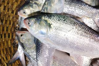 hilsa