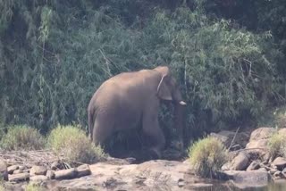 WILD ELEPHANT ATTACK  WILD ANIMAL HUMAN CONFLICTS  ELEPHANT ATTACK DEATH  ELEPHANT ATTACK IN IDUKKI