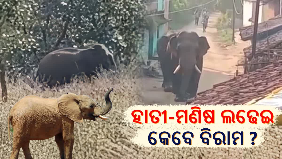 ବଲାଙ୍ଗୀରରେ ବଢୁଛି ହାତୀ-ମଣିଷ ଲଢେଇ