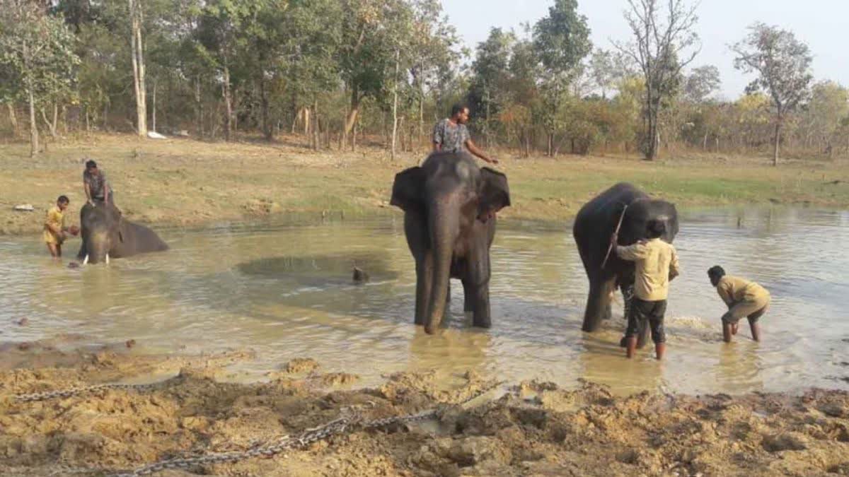 Missing Kumki Elephant Resque