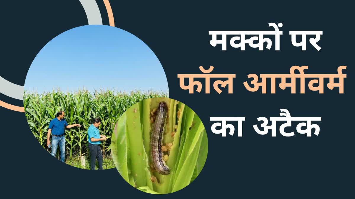 Chhindwara Fall Armyworm Attack in Maize