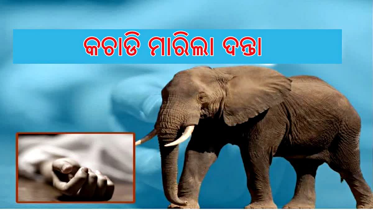 ଅନୁଗୋଳ ଜିଲ୍ଲାରେ ହାତୀ ଉପଦ୍ରବ