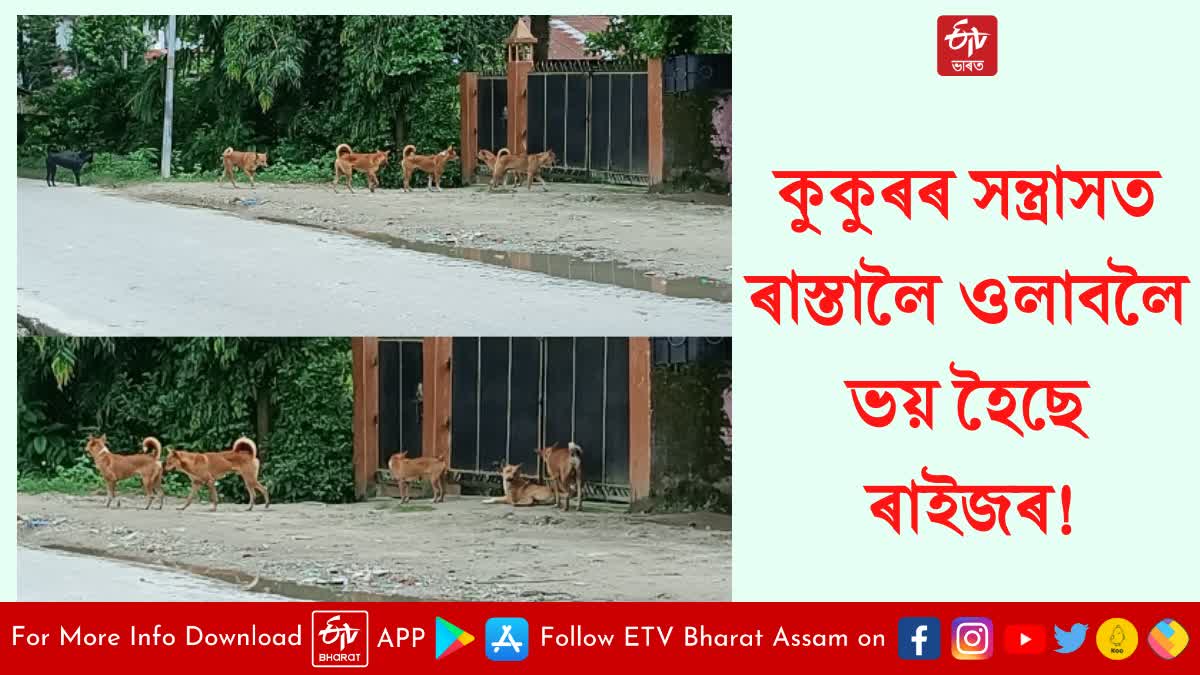 Dog menace in Lakhimpur district