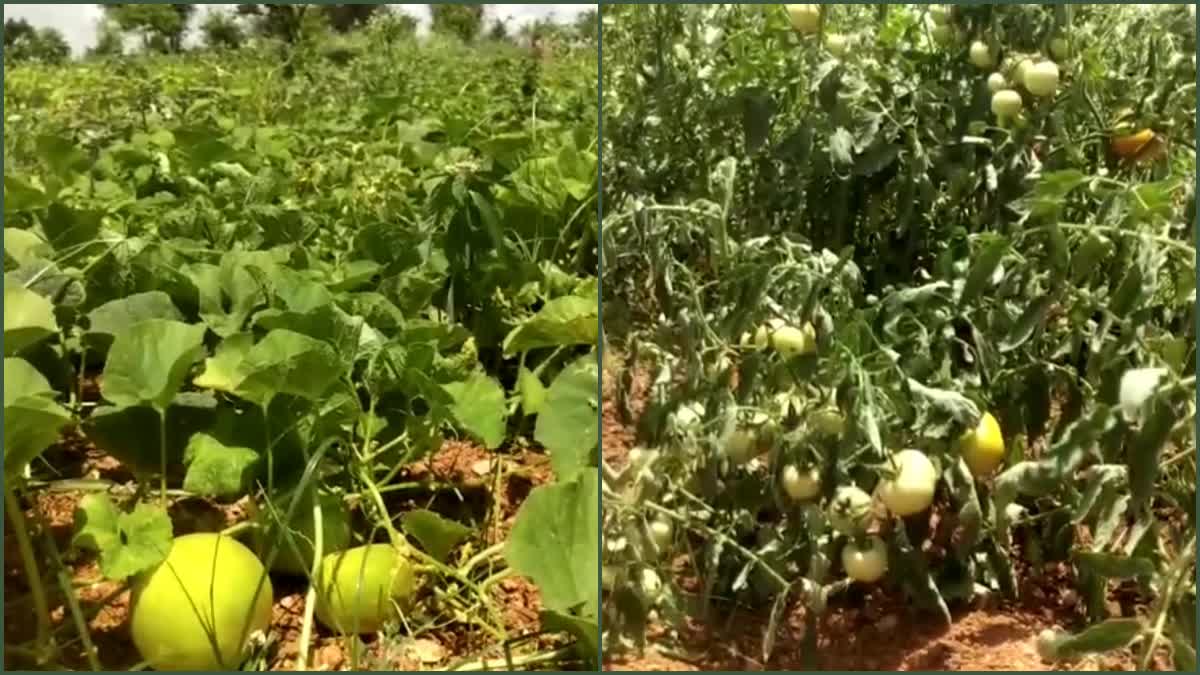 Old_Anantapur_District_Farmers_Facing_Water_Stress_Problems