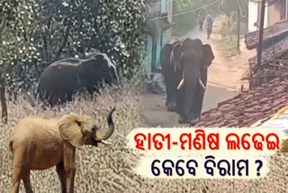 ବଲାଙ୍ଗୀରରେ ବଢୁଛି ହାତୀ-ମଣିଷ ଲଢେଇ