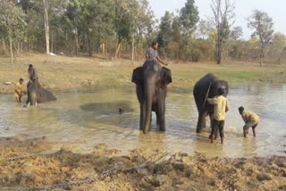 Missing Kumki Elephant Resque
