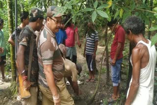 Leopard attack severs 65-year-old woman's head, kills her in Jalpaiguri