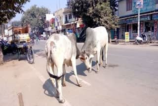 stray cattle in Agra