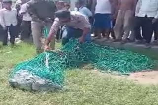 crocodile entered the pond in haridwar