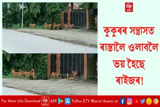 Dog menace in Lakhimpur district