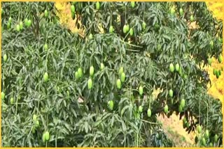 himachal-mango-trees-felling-ban