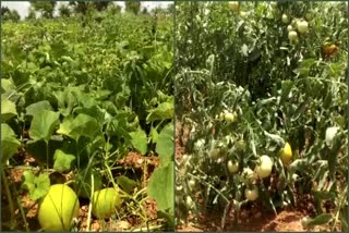 Old_Anantapur_District_Farmers_Facing_Water_Stress_Problems