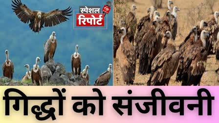 vultures in india