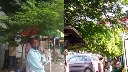 dividi tree  dividi tree history  dividi  thalassery  east india company  Dividivi In School Premises  കൊടും വേനലിലെ ആശ്വാസത്തണല്‍  ഡിവിഡിവി  ഡിവിഡിവിയുടെ കേരളത്തിലെ വളര്‍ച്ച  ബി ഇ എം പി ഹൈസ്‌ക്കൂളിന്  തലശ്ശേരി  കണ്ണൂര്‍  തലേശ്ശേരിയിലെ ഡിവിഡിവിയുടെ വളര്‍ച്ച  പൊക്കം വയ്‌ക്കാത്ത ഡിവിഡിവി