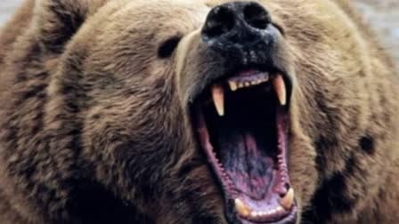 woman-and-three-injured-in-bear-attack-in-kulgam-and-lolab-kupwara