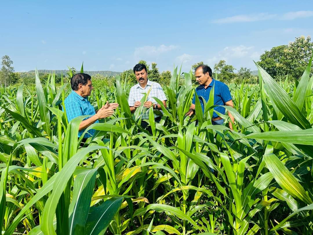 Chhindwara fall Armyworm Attack in Maize