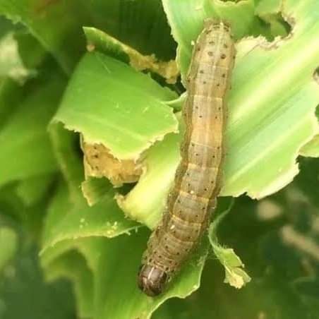 Fall Armyworm damaging Maize crop in Chhindwara
