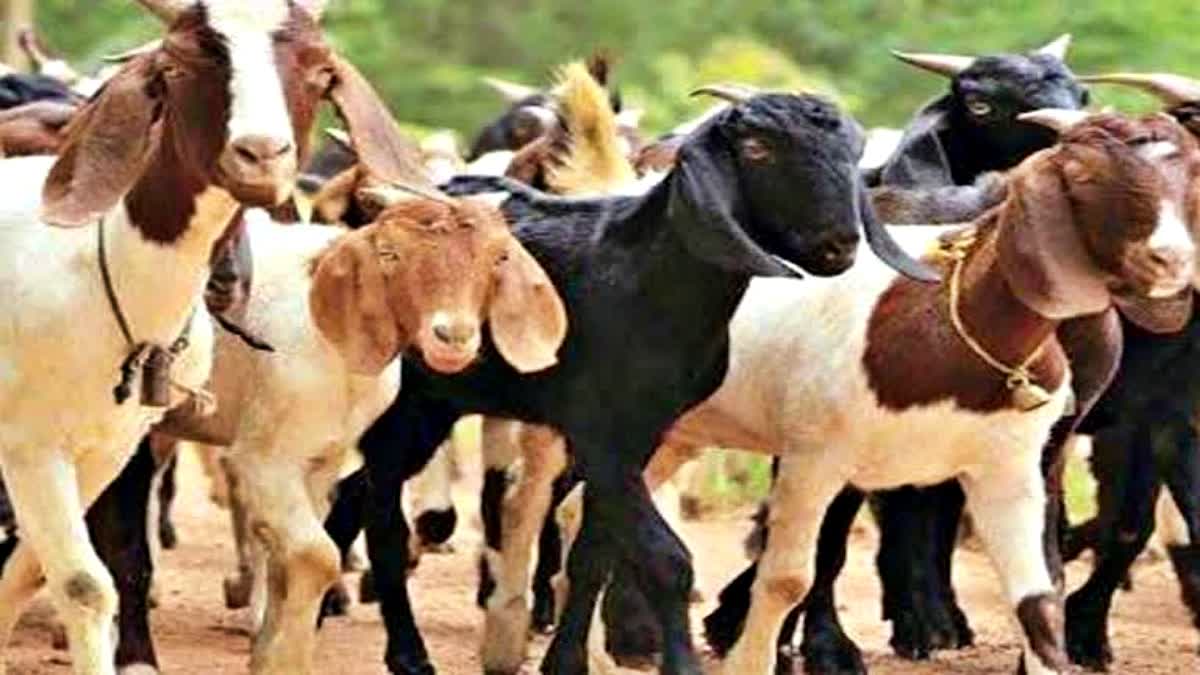 Disease Spreading in Sheep-Goats in Kinnaur