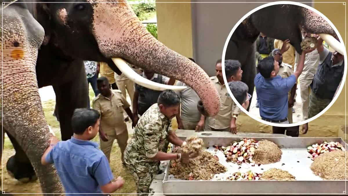 ದಸರಾ ಗಜಪಡೆಯ ಆಹಾರ ಪದ್ಧತಿ