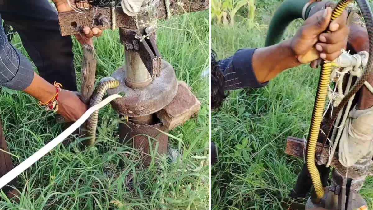 SNAKE IN BOREWELL COVER