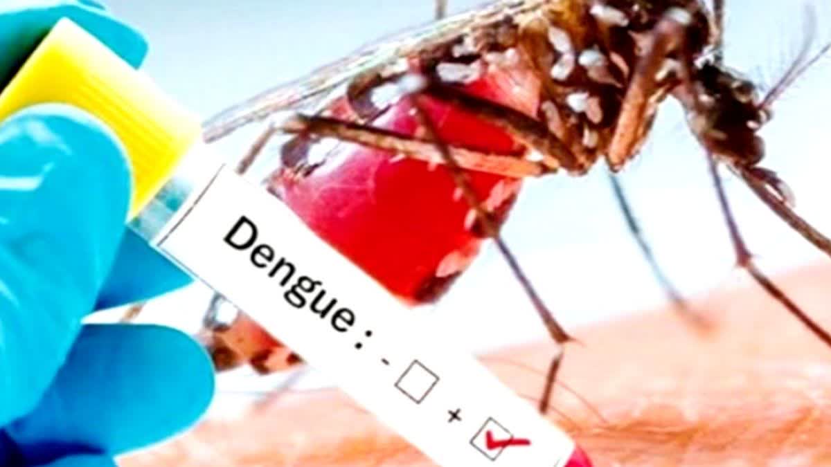 Four more dengue mosquito patients found in agra total figure reaches 10 uttar pradesh news