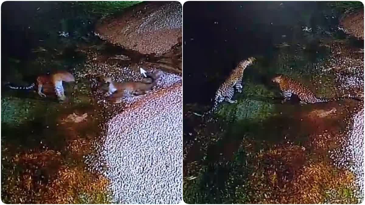 Leopard in College at Haridwar