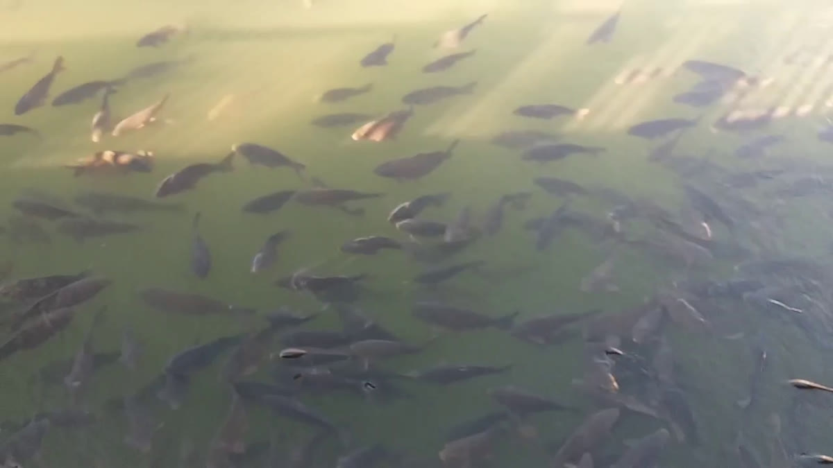 Fish farming in Uttarakhand