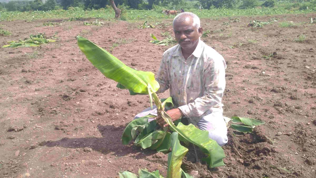 Virus attack on banana crop