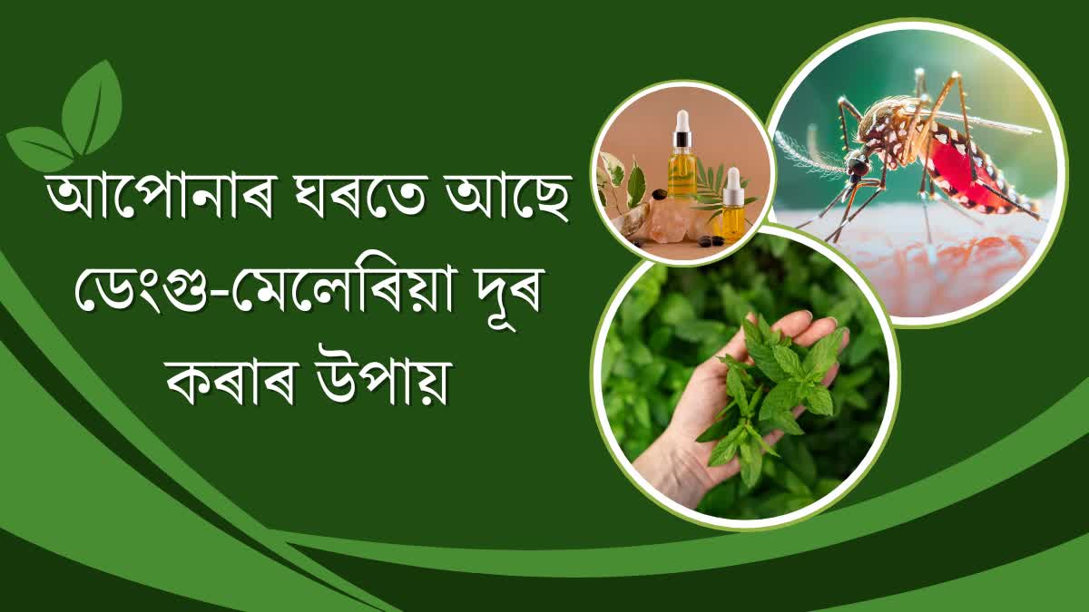 Use these green leaves to protect yourself from dengue and malaria