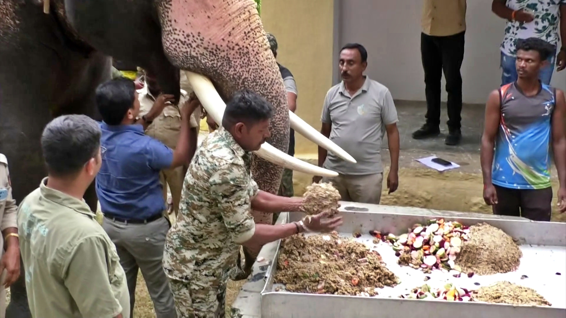 ದಸರಾ ಗಜಪಡೆಯ ಆಹಾರ ಪದ್ಧತಿ