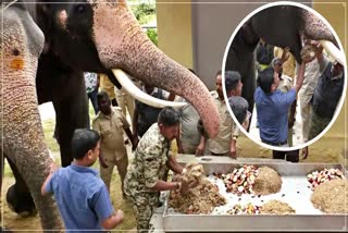 ದಸರಾ ಗಜಪಡೆಯ ಆಹಾರ ಪದ್ಧತಿ