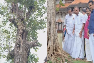 SREE VADAKKUMNATHAN TEMPLE  വടക്കുംനാഥ ക്ഷേത്രം ആൽ മുത്തശ്ശി  ആൽ മുത്തശ്ശി  വടക്കുംനാഥ ക്ഷേത്രം