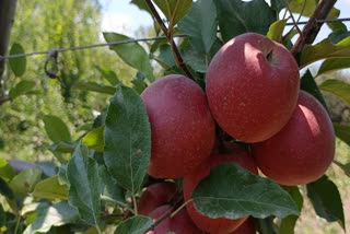 The high density apple harvesting season begins in kashmir farmers happy