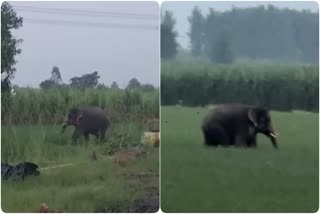 Elephant Terror in Laksar Haridwar