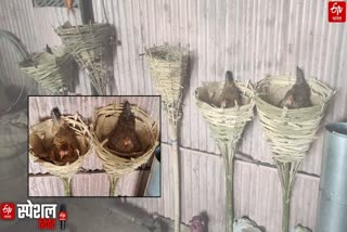 Eggs are hatched in a bamboo basket, know the special traditional method of Melghat Amravati