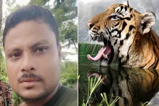 Royal Bengal Tiger kills guard of Orang National Park and Tiger Reserve