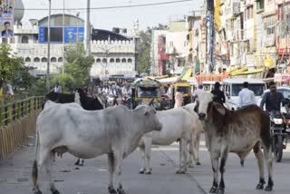 Shivpuri Truck crushed cows