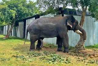 the-mahout-tied-the-dhananjaya-elephant-alone-in-mysuru