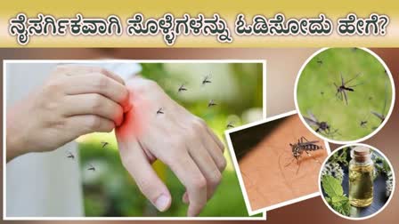 MOSQUITOES AVOIDING TIPS  REMEDIES TO GET RID OF MOSQUITOES  Natural Ways to Avoid Mosquitoes