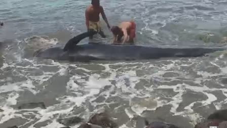 WHALE WASHED ASHORE AT KOZHIKODE  കരയിലെത്തി തിമിംഗലം  BLUE WHALE IN KOZHIKODE  WHALE WAS RESCUED