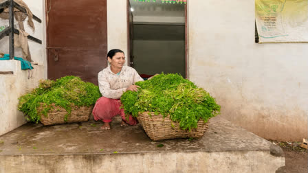 Coriander prices on Thursday rose Rs 8 to Rs 6,966 per quintal in futures trade as speculators increased their holdings, tracking a firm trend in the spot market.