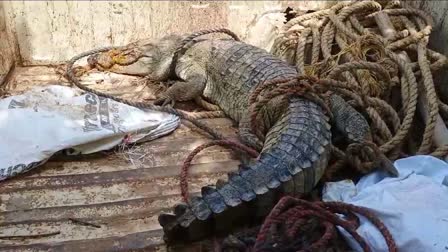 INJURED CROCODILE FOUND IN DHOLPUR