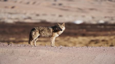 Wolf Attack In Uttar Pradesh