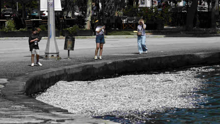 Authorities in central Greece are racing to deal with an inundation of tons of dead fish at a popular port that locals say could threaten their livelihoods. It is the second environmental catastrophe to hit the port of Volos, a three-and-a-half-hour drive north of Athens, after catastrophic floods hit the Thessaly region last year. Those floods refilled a nearby lake that had been drained in 1962 in a bid to fight malaria, swelling it to three times its normal size.